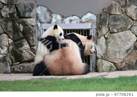 良浜ママをかじって遊ぶ結浜 97706261