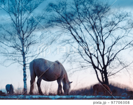 朝焼けと道産子 97706308