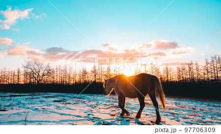 朝焼けと道産子 97706309