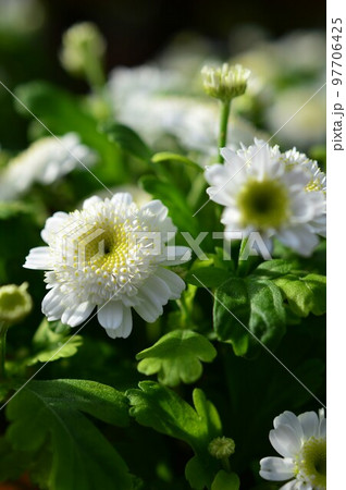 ナツシロギク (マトリカリア) ナツシロギク (マトリカリア) 97706425