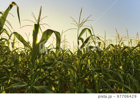 morning sunrise over the corn field morning sunrise over the corn field 97706429