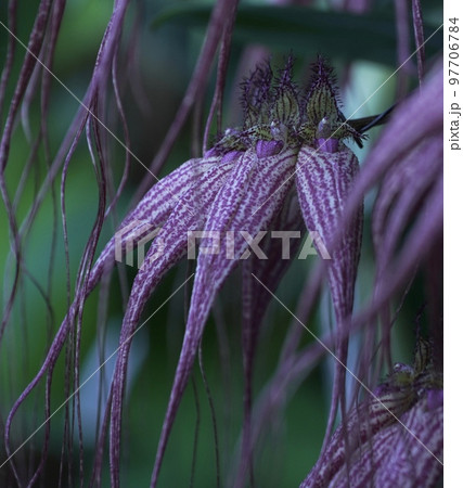 美しい洋蘭ドリス・デュークスの花 美しい洋蘭ドリス・デュークスの花 97706784