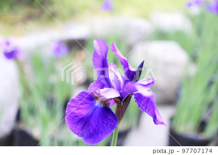 綺麗な青紫のアヤメ 綺麗な青紫のアヤメ 97707174
