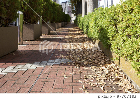 歩道・落ち葉・街並み・郊外・通り・秋・冬・影・足元・アップ 97707182