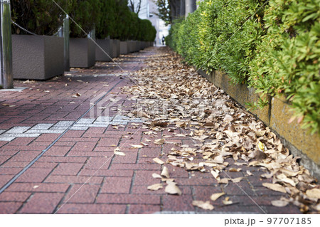歩道・落ち葉・街並み・郊外・通り・秋・冬・影・足元・アップ 97707185