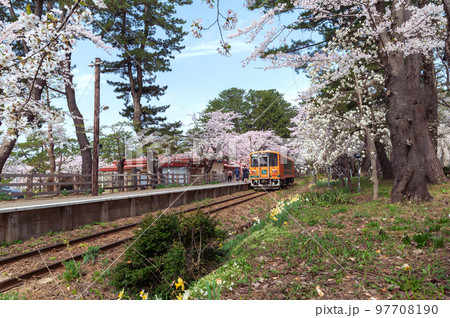 【青森県五所川原市芦野公園駅】本州最北私鉄駅の桜のトンネル 【青森県五所川原市芦野公園駅】本州最北私鉄駅の桜のトンネル 97708190