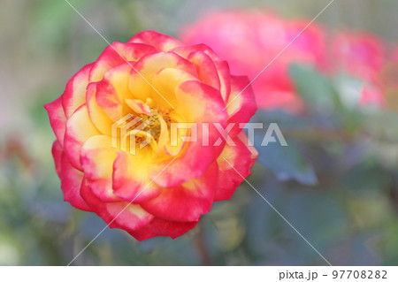 家の周りの草花 バラ園 家の周りの草花 バラ園 97708282