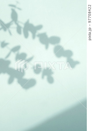 植物 葉 影 97708422