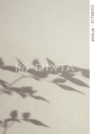 植物 葉 影 97708455