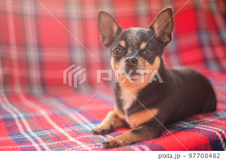 An adult dog rests on the sofa. A tricolor chihuahua lies on a checkered red blanket. An adult dog rests on the sofa. A tricolor chihuahua lies on a checkered red blanket. 97708482