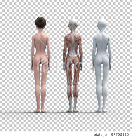 Muscle specimen female perming3DCG illustration material 97708510