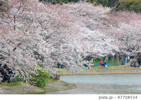 春の明石公園と桜「兵庫県」 97708534