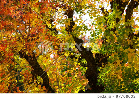 奈良公園のナンキンハゼの大木・紅葉の最盛期 97708605