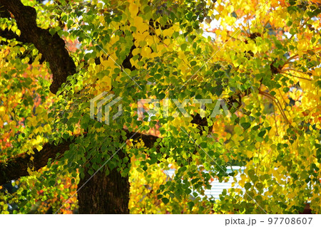奈良公園のナンキンハゼの大木・紅葉の最盛期 奈良公園のナンキンハゼの大木・紅葉の最盛期 97708607