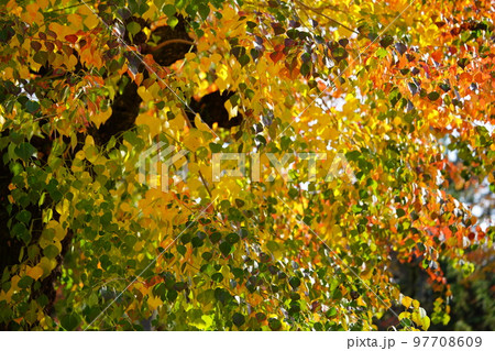 奈良公園のナンキンハゼの大木・紅葉の最盛期 97708609