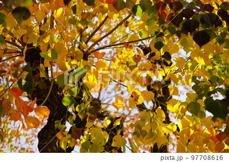 奈良公園のナンキンハゼの大木・紅葉の最盛期 97708616