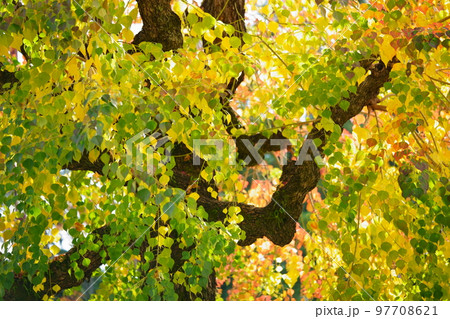 奈良公園のナンキンハゼの大木・紅葉の最盛期 97708621