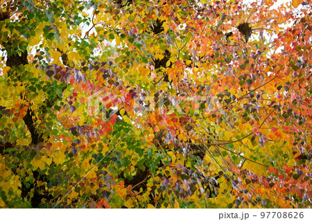 紅葉最盛期の奈良公園のナンキンハゼ 紅葉最盛期の奈良公園のナンキンハゼ 97708626