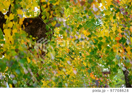 紅葉最盛期の奈良公園のナンキンハゼ 97708628