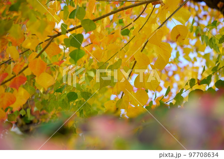 紅葉最盛期の奈良公園のナンキンハゼ 紅葉最盛期の奈良公園のナンキンハゼ 97708634