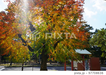 紅葉最盛期の奈良県庁前のナンキンハゼ 紅葉最盛期の奈良県庁前のナンキンハゼ 97708636