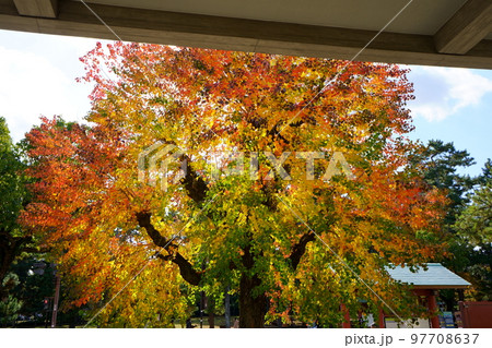 紅葉最盛期の奈良県庁前のナンキンハゼ 紅葉最盛期の奈良県庁前のナンキンハゼ 97708637