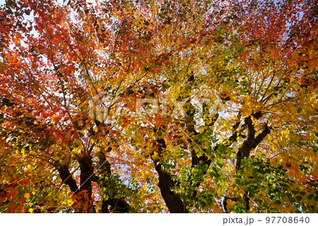 紅葉最盛期の奈良公園のナンキンハゼ 紅葉最盛期の奈良公園のナンキンハゼ 97708640