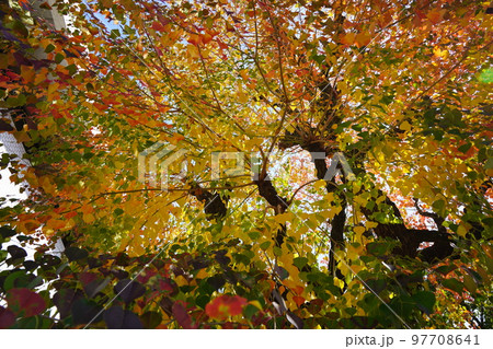紅葉最盛期の奈良公園のナンキンハゼ 紅葉最盛期の奈良公園のナンキンハゼ 97708641