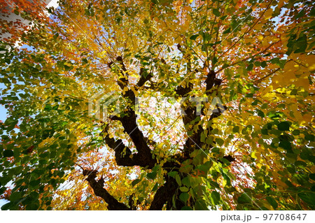 紅葉最盛期の奈良公園のナンキンハゼ 97708647