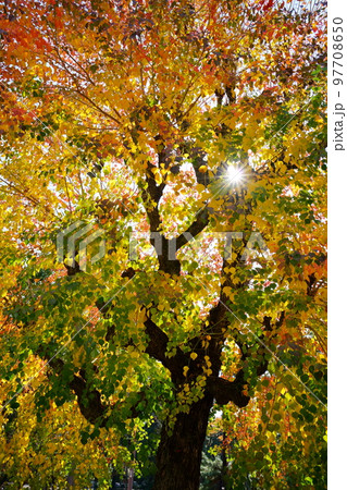 紅葉最盛期の奈良公園のナンキンハゼ 97708650
