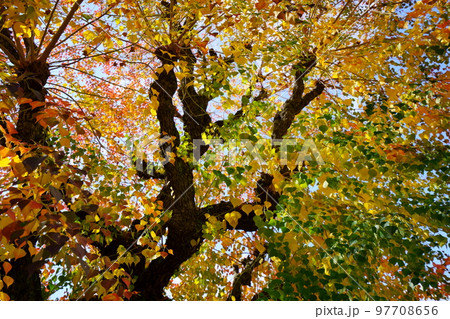 紅葉最盛期の奈良公園のナンキンハゼ 紅葉最盛期の奈良公園のナンキンハゼ 97708656