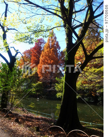 秋の武蔵関公園 97708686