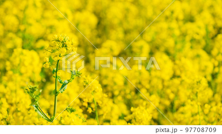 菜の花 97708709