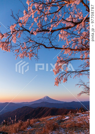 冬の白谷ノ丸山頂から夜明けの光に染まる富士山と樹氷 97708787