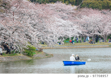 春の明石公園と桜「兵庫県」 97708957