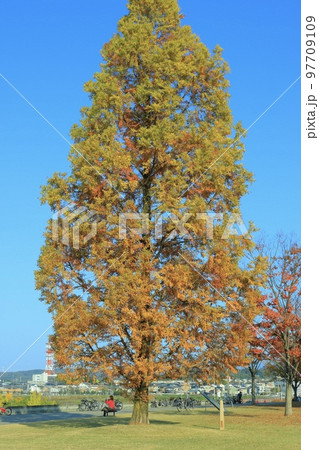 大きな木 97709109