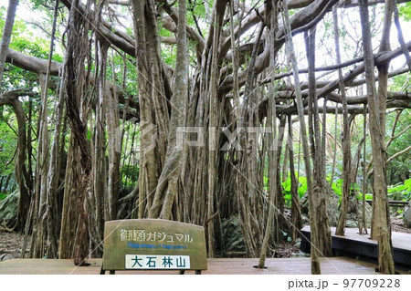 大石林山　御願ガジュマル（沖縄県） 97709228