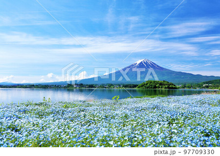 初夏の青空とネモフィラの風景　そして富士山 97709330