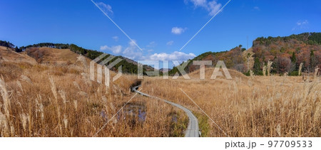 ススキに覆われた砥峰高原の木道の情景＠兵庫 97709533