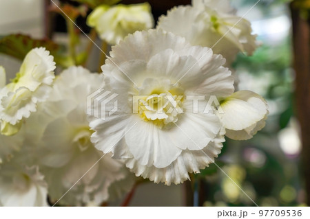 満開の白い大きなベゴニアの花 満開の白い大きなベゴニアの花 97709536