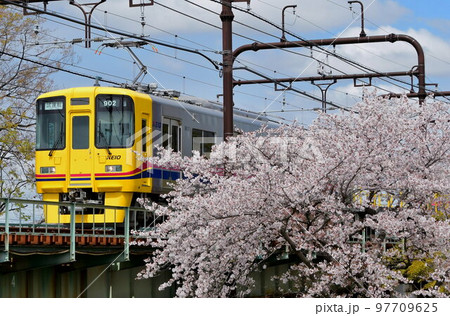 桜咲く横を通過する京王デヤ901・902形 97709625