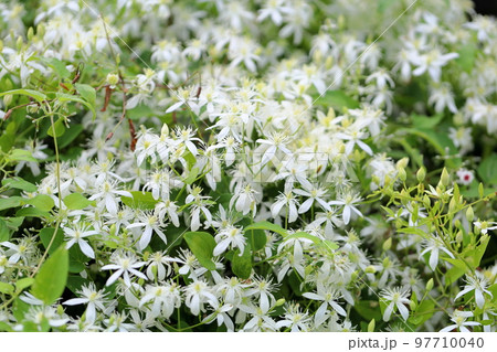 センニンソウの花 97710040