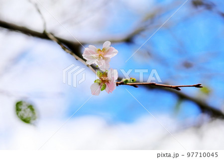 桜の花 アーコレード 桜の花 アーコレード 97710045
