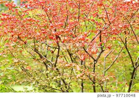 コマユミ紅葉 コマユミ紅葉 97710048