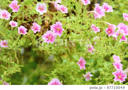 ポーチュラカの花 ポーチュラカの花 97710049