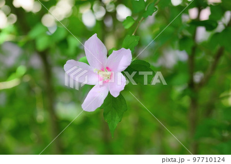 ムクゲの花 97710124