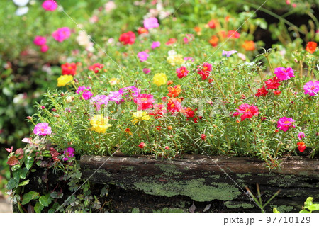 ポーチュラカの花 97710129