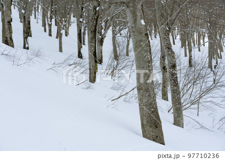 冬のブナの森　北信州鍋倉山 97710236