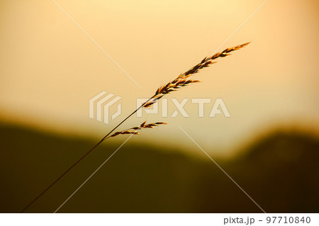 The silhouette of the grass and the sunrise in the morning The silhouette of the grass and the sunrise in the morning 97710840
