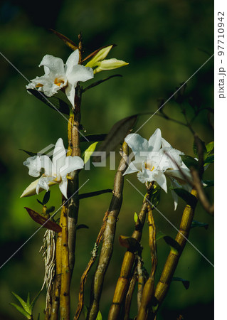 White orchids are blooming in the forest.Is an orchid that is found on the top of Doi Inthanon, Thailand White orchids are blooming in the forest.Is an orchid that is found on the top of Doi Inthanon, Thailand 97710942